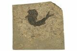 Carboniferous Fish (Gyrolepidotus) - Siberia #228884-3